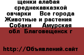 щенки алабая ( среднекавказкой овчарки) - Все города Животные и растения » Собаки   . Амурская обл.,Благовещенск г.